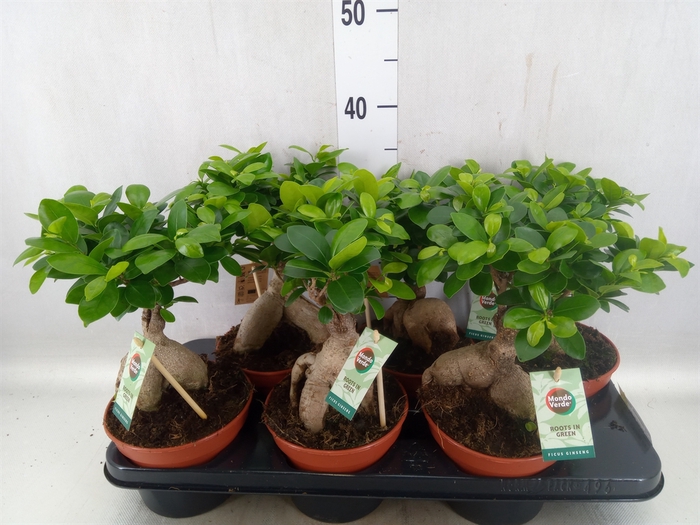 <h4>Ficus microcarpa 'Ginseng'</h4>