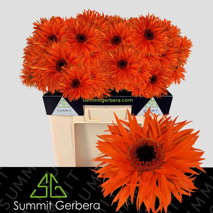 <h4>GE GS ORANGE SPRINGS</h4>