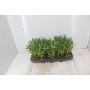 ARECA BAMBU P11