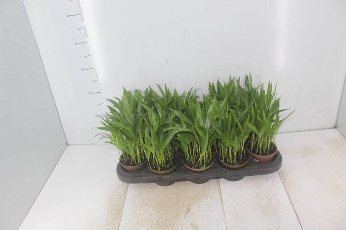 <h4>ARECA BAMBU P11</h4>