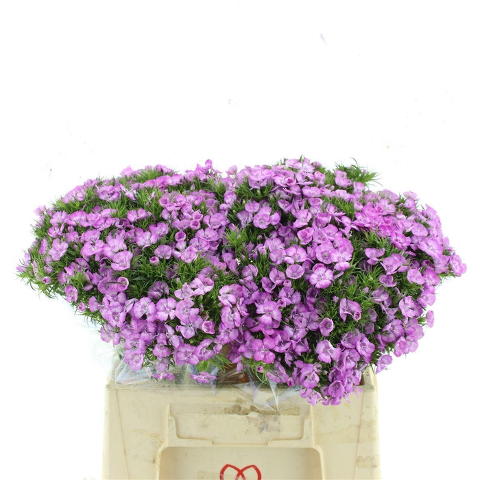 <h4>DI BARB MELIAN BRE</h4>