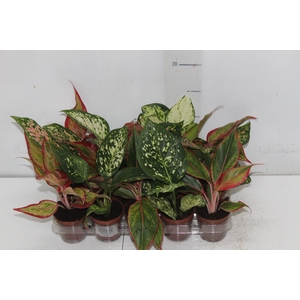 AGLAONEMA VARIADA P06