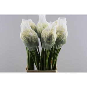 Agap Gletsjer(wit) L 70