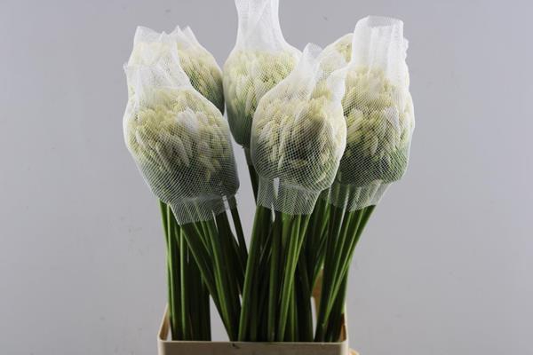 <h4>Agap Gletsjer(wit) L 70</h4>