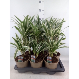 Dracaena fr de 'White Stripe'