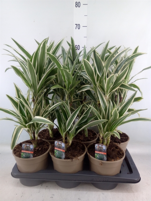 <h4>Dracaena fr de 'White Stripe'</h4>