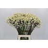 Agapanthus Barcelona