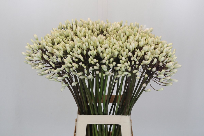 Agapanthus Barcelona