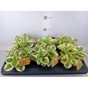 Peperomia obt. 'Obtipan Bicolor'