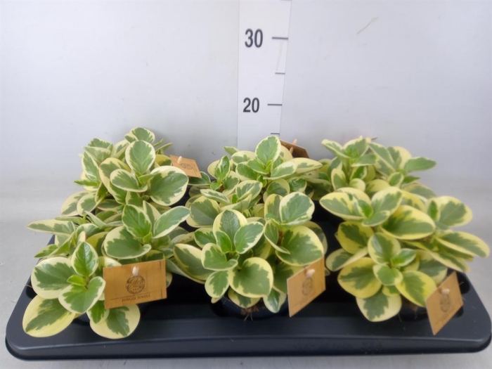 <h4>Peperomia obt. 'Obtipan Bicolor'</h4>