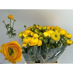 Ran Nl. El Light Yellow