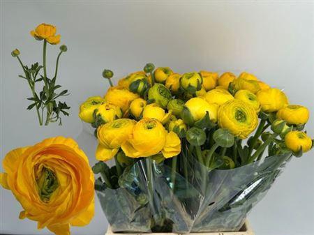 <h4>Ran Nl. El Light Yellow</h4>