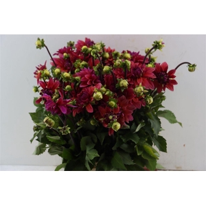 Dahlia Dec American Sun