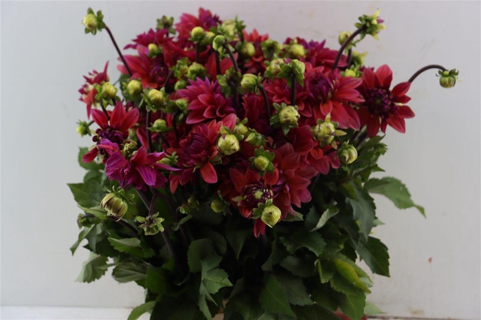 <h4>Dahlia Dec American Sun</h4>