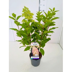 Hydrangea paniculata