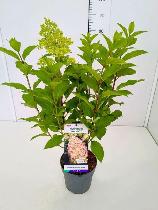 <h4>Hydrangea paniculata</h4>