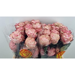 R Gr Country Candy Ll ***