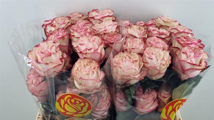 <h4>R Gr Country Candy Ll ***</h4>