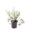 Potentilla Primrose Beauty