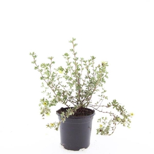 Potentilla Primrose Beauty