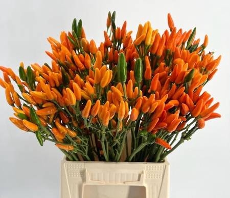 <h4>Sierpeper Fire Orange</h4>