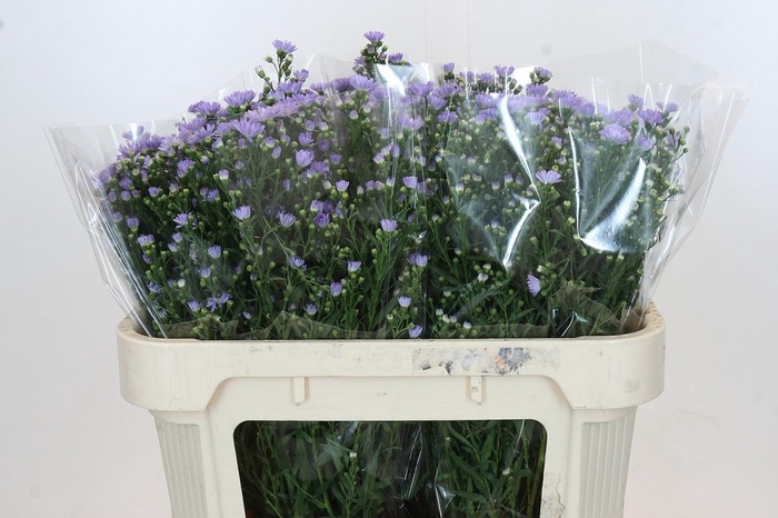 <h4>AST CASSANDRA</h4>