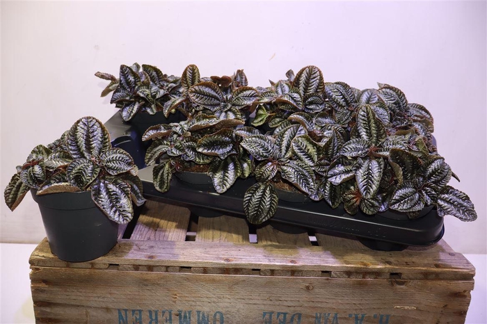 <h4>Pilea Norfolk</h4>