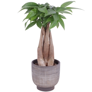 Pachira Braided Ø09cm in Ø11cm Ceramic PL671