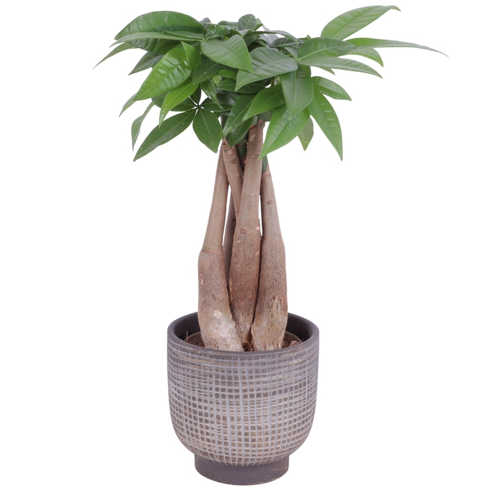 <h4>Pachira Braided Ø09cm in Ø11cm Ceramic PL671</h4>