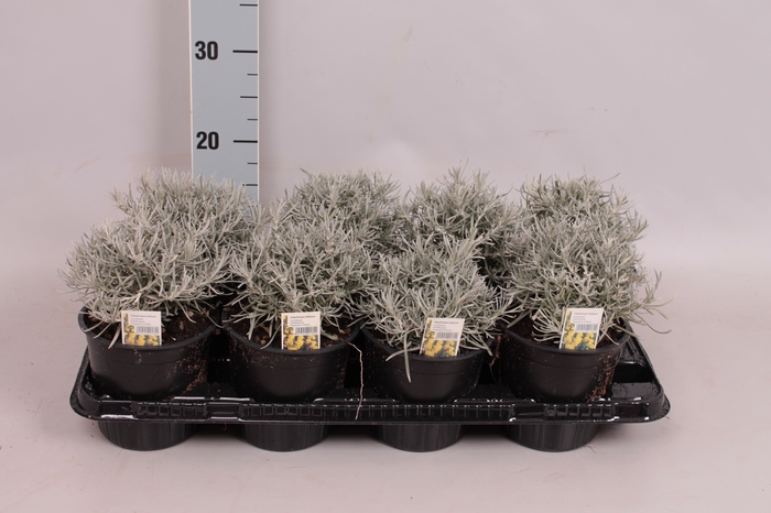 <h4>Kruiden I Helichrysum italicum (Kerrieplant)</h4>