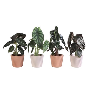 ALOCASIA MIX P6 L 65926