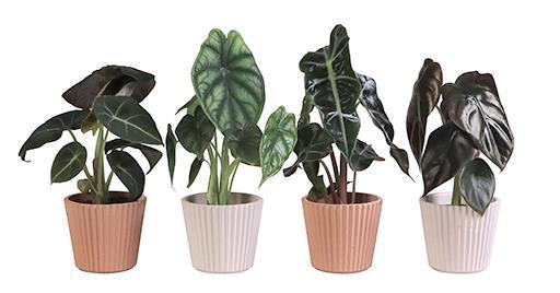 <h4>ALOCASIA MIX P6 L 65926</h4>