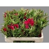 Godetia Overig