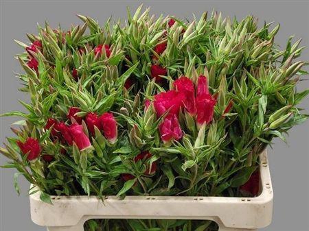 Godetia Overig