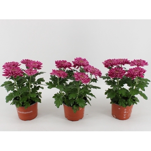 Chrysant Zembla Desna