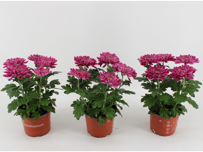 <h4>Chrysant Zembla Desna</h4>