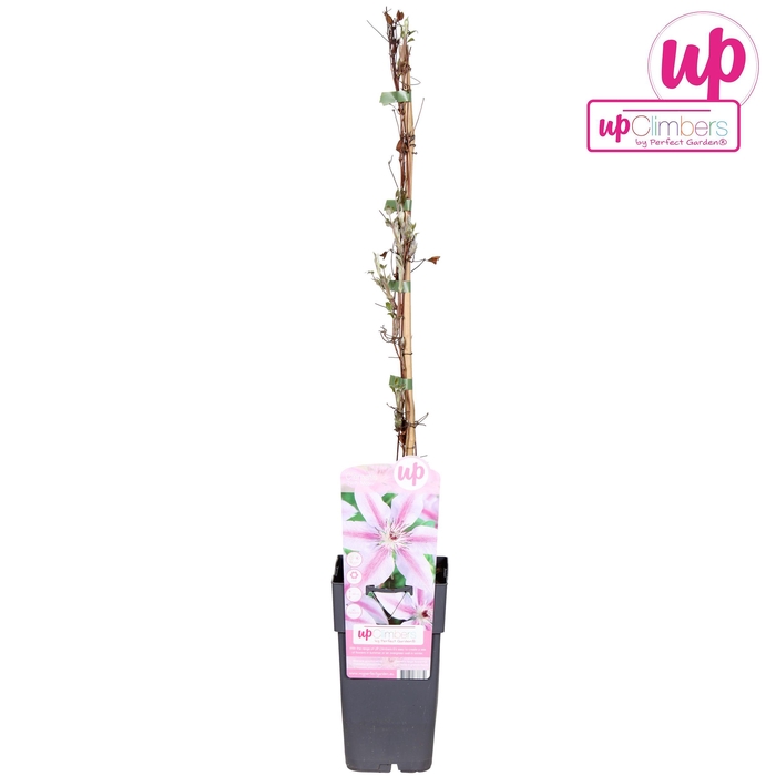 <h4>Clematis Nelly Moser</h4>