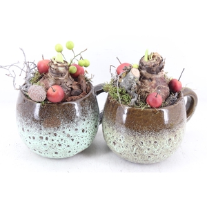 arr4 Amaryllis MB - Luxe mok x6 RED