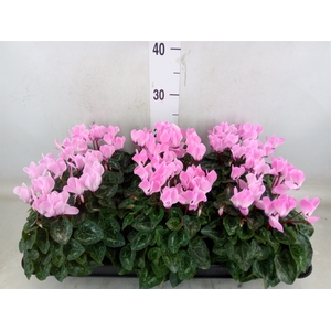 Cyclamen MD   ...