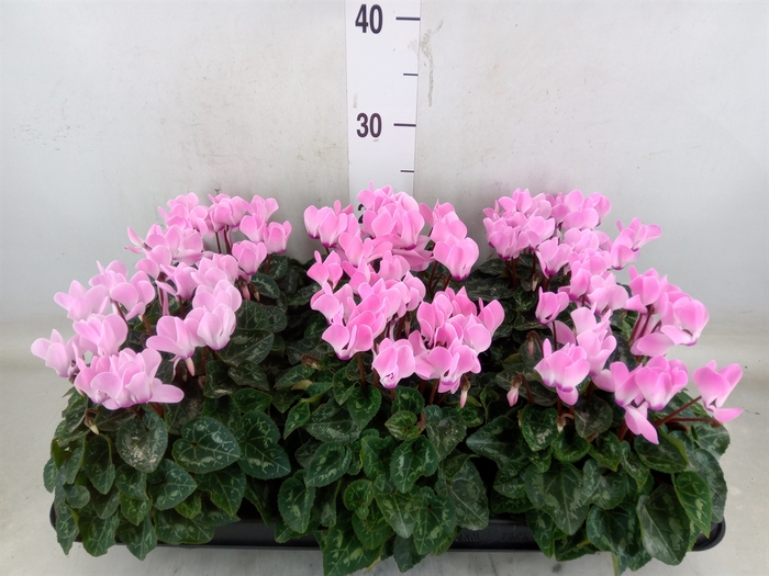 <h4>Cyclamen MD   ...</h4>