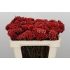 Kaaps Groen Red Brunia Small