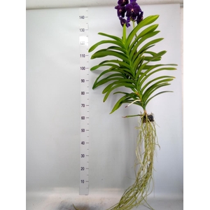 Vanda hybrids