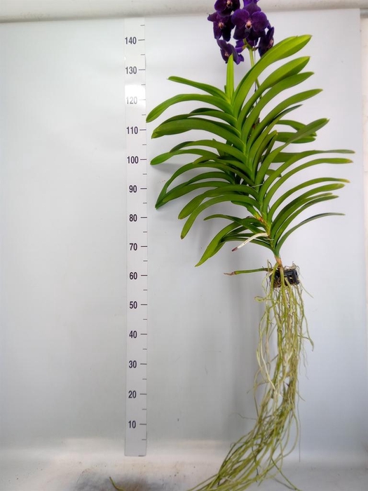 <h4>Vanda hybrids</h4>