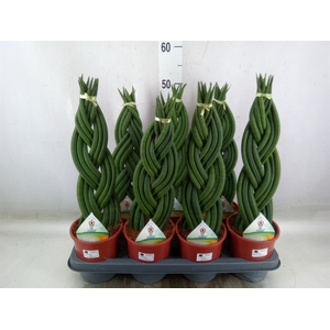 Sansevieria cyl.  ...