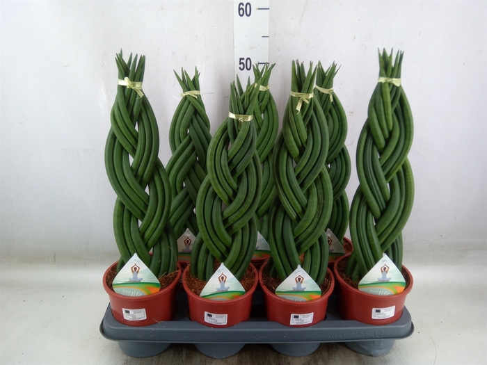 <h4>Sansevieria cyl.  ...</h4>