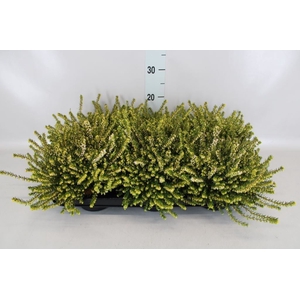 Erica darley. 'White Perfect'