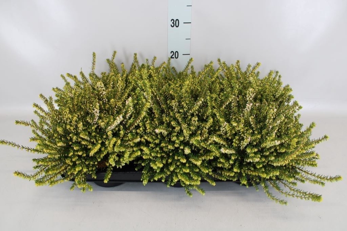 <h4>Erica darley. 'White Perfect'</h4>