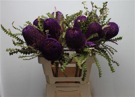 <h4>Banksia Speciosa Purple</h4>