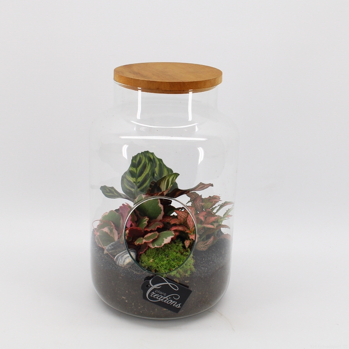 GRCR-2455 Green Essentials Terrarium