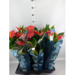 Anthurium andr. 'Karma Red'